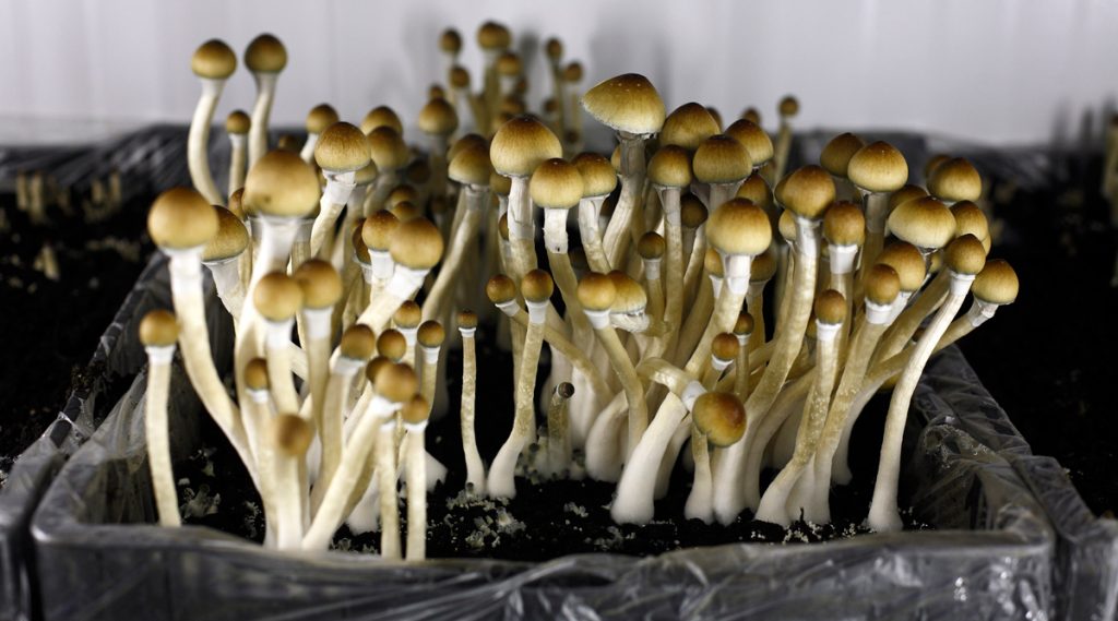 Realizing some great benefits of buying shrooms dc on-line post thumbnail image