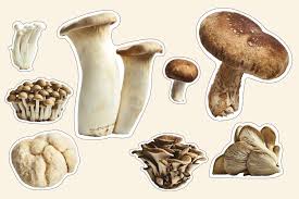 Quick & secure mushrooms delivery – Near You! post thumbnail image