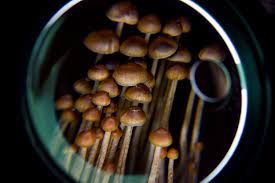 How Magic Mushrooms May Change Your Way Of Life post thumbnail image